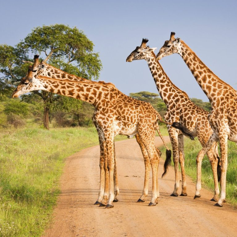 Drei Giraffen stehen auf einem Weg, umgeben von grüner Landschaft.