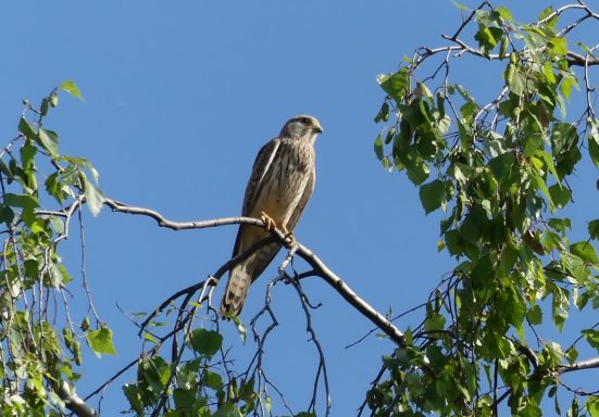 Ein Raubvogel sitzt auf einem Ast, umgeben von grünem Blattwerk und klarem Himmel.